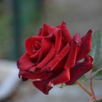 DSC_6617.JPG