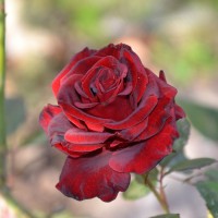 DSC_6620.JPG