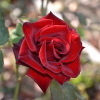 DSC_6621.JPG