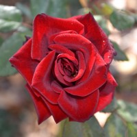 DSC_6622.JPG