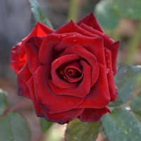 DSC_6623.JPG
