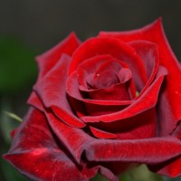 DSC_0268.JPG