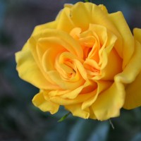 DSC_0273.JPG